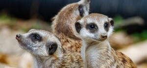 В Харьковском зоопарке во время войны у сурикатов родились малыши (видео)