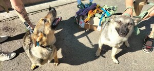 Киевлян приглашают на прогулку с собаками из приюта на ВДНГ