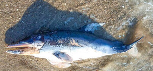 На Одещині хочуть відкрити центр для допомоги дельфінам, які страждають через війну