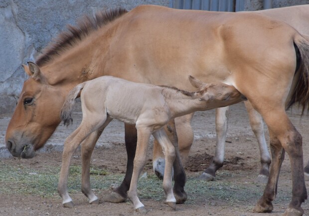 В Одесском зоопарке родились малыши у лошади Пржевальского и Венгерской коровы. 