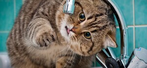 Нужно ли в Киеве подавать данные счетчиков за воду тем, кто надолго уехал из города 