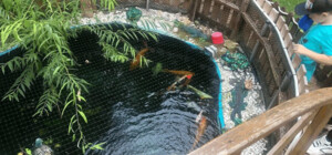 У дворі багатоповерхівки на Оболоні з'явився ставок з рибками - фото та відео