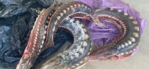 На околиці Одеси зупинили машину з рідкісною рибою: штраф за одну – 48 тисяч