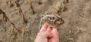 Рекорд: через посуху на Одещині вже збирають урожай соняшників