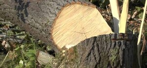 В зеленой зоне Киева снова возникла угроза вырубки леса и масштабной застройки