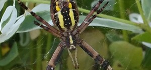 У Дніпрі стали частіше помічати павуків із жовтими смугами: чи небезпечні вони