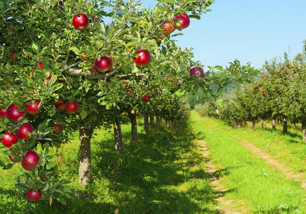 На Одещині з'явиться фруктовий сад на понад 11 гектарів. 