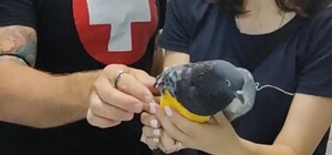 Зоозахисники у Харкові шукають ветеринарів у клініку