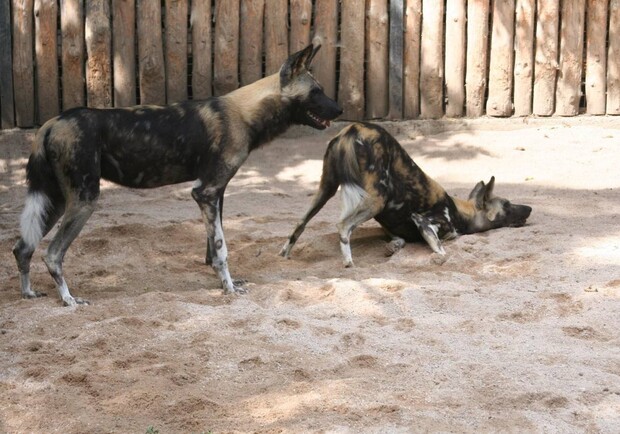 В Одесский зоопарк привезли гиеновидную собаку - фото