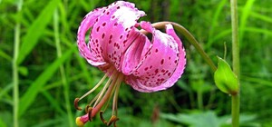 У Києві й області знайшли 16 нових місць зростання червонокнижних рослин