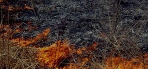 В Чернобыльской зоне - пожар, дым достиг Киева (обновлено)