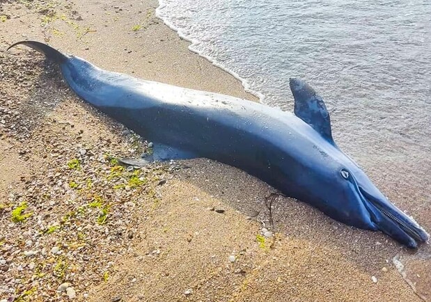 На Одещині знову знаходять загиблих дельфінів. 
