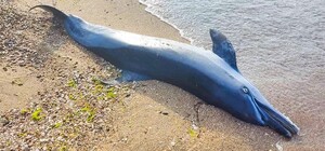 На Одещині знову знаходять загиблих дельфінів