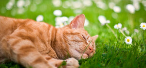 Рекорди спекотного літа у Києві в цифрах