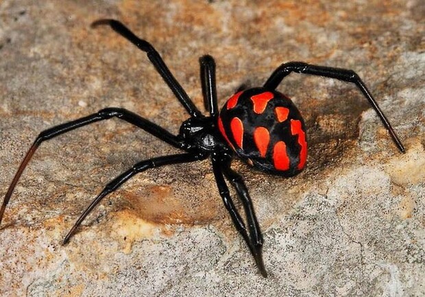 На Одещині стартував сезон отруйних павуків-каракуртів. 