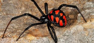 На Одещині стартував сезон отруйних павуків-каракуртів