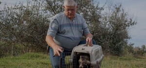 Енотовидную собаку, которая в августе застряла в заборе, выпустили на волю 