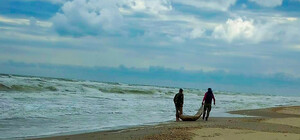 На берегах Одеської області знову знаходять мертвих дельфінів (фото)