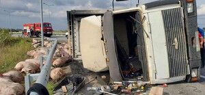 На трассе под Днепром перевернулся грузовик, который вез 150 свиней