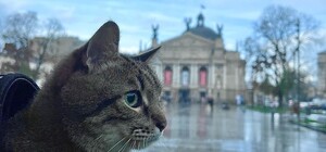 Харківський кіт Степан повернувся до України та оголосив збір коштів