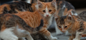 Домівка врятованих тварин запрошує львів'ян на суботник