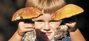 На Днепропетровщине зафиксировали случай отравления грибами: пострадал 2-летний ребенок