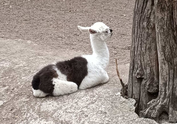 В Одесском зоопарке на свет появились детеныш лам. 