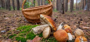 Собирала грибы: на Харьковщине женщина подорвалась на мине