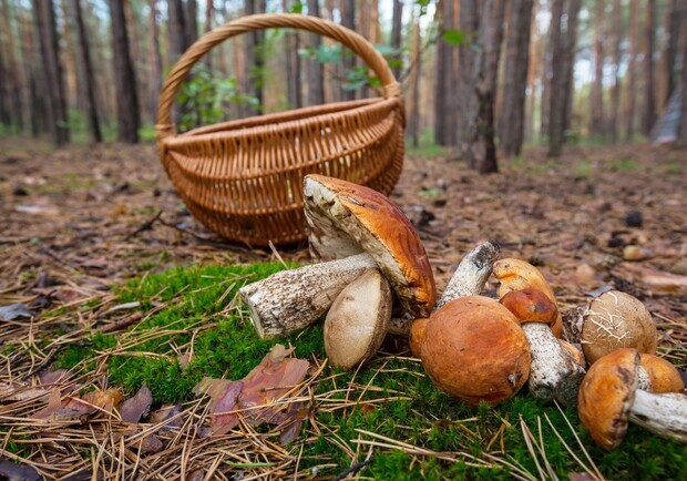 В Одесі та області знову отруїлися грибами. 