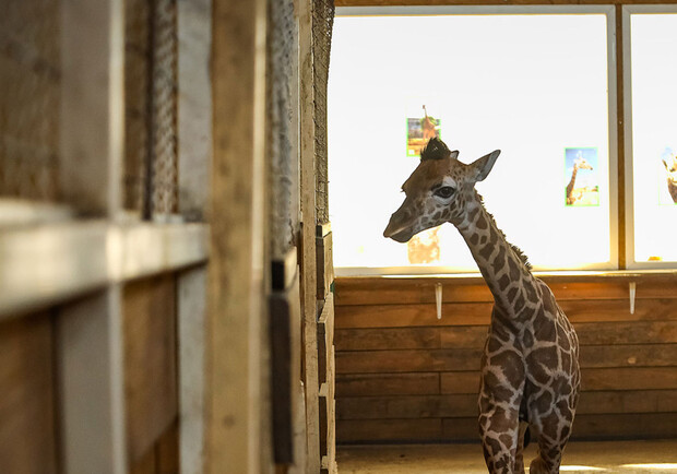 В Одеському біопарку народилось жирафеня: його виношували 15 місяців. 