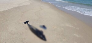 Екоцид: через війну в Чорному морі загинуло близько 50 000 дельфінів