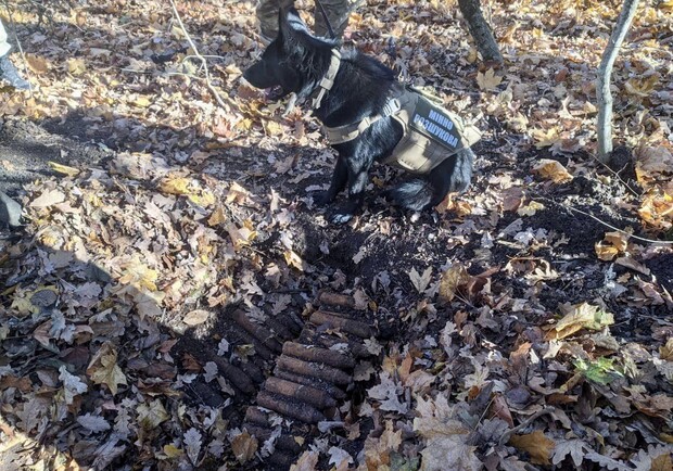 На Одещині знищили понад 150 снарядів, які знайшов пес. 