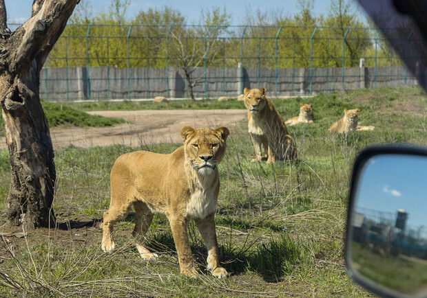 З одеського біопарку евакуювали дев'ять левів. 