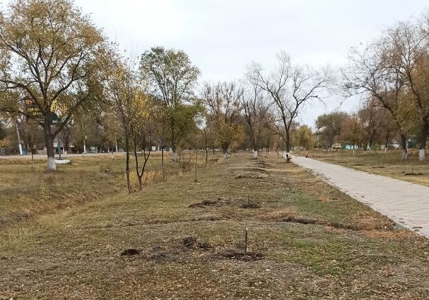 В Одесской области вандал уничтожил аллею деревьев: за информацию о нем обещают деньги. 