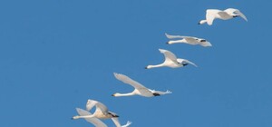 В Одесскую область прилетели редкие краснокнижные лебеди