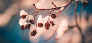 Какая погода будет в Киеве на этой неделе 14-20 ноября