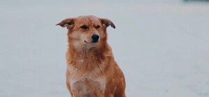 В Днепре выпал первый снег (фото)