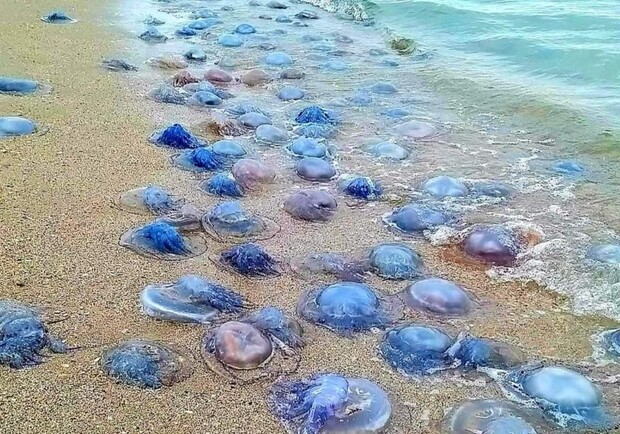 На узбережжі на Одещині викинуло мільйони медуз-корнеротів. 
