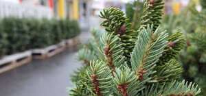 Где и когда в Киеве заработают елочные базары. Адреса