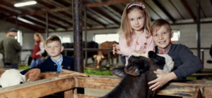 Львівщина встановила рекорд за кількістю сімейних ферм