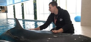 В Харьков возвращаются дельфины, которых эвакуировали из-за войны (фото)