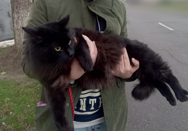 Одесит намагався втекти з країни разом із чорним котом. 