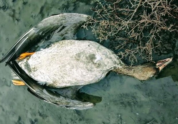 В Одесской области массовая гибель диких гусей. 