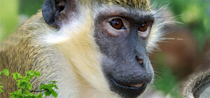 В Харьковском зоопарке собираются достроить 