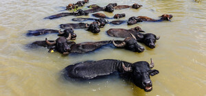 Регион на юге Одесcкой области признали европейским флагманом восстановление природы