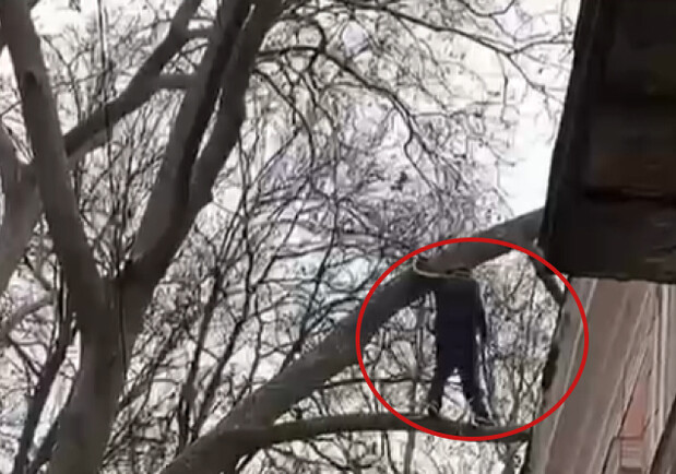 В Одессе работники ГСЧС сняли с дерева мужчину, которого возлюбленная не пустила через окно - фото
