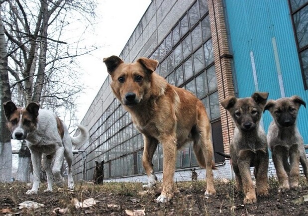 В порту Одесской области запретили кормить бездомных животных. 