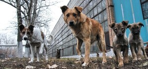 В порту Одесской области запретили кормить бездомных животных