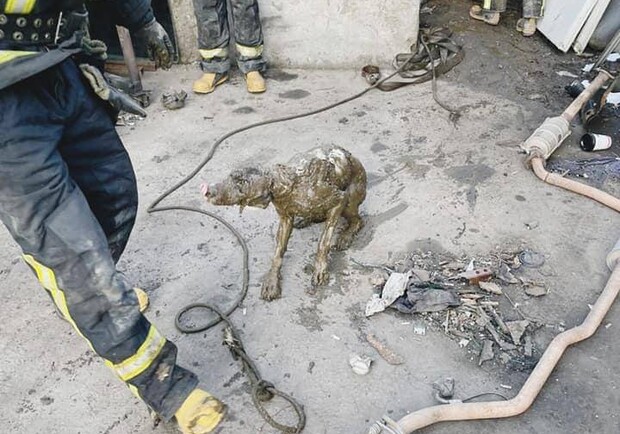 Одесские спасатели достали собаку из выгребной ямы. 
