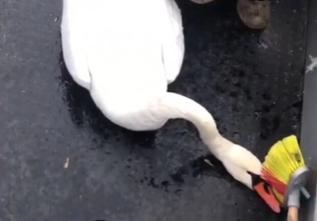 Одесский патрульный спас лебедя, который запутался в сети. 